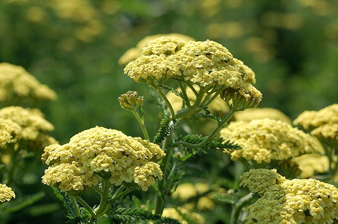 Achillea 'Sunny Seduction' (Yarrow) Perennial, yellow flowers, #2 - Size Container