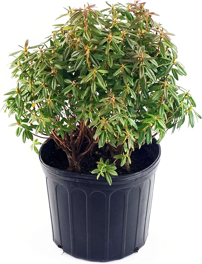 Rhododendron X 'Blue Baron' (Rhododendron) Evergreen, bluish purple flowers, #2 - Size Container