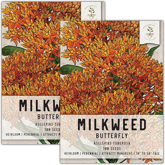 Seed Needs Orange Butterfly Milkweed Seeds for Planting - Heirloom & Untreated - Grow a Butterfly Garden to Attract Monarch Butterflies & Pollinators (2 Packs)