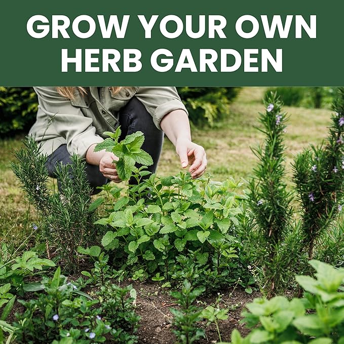 Herb Seeds | 10 Invidiual Packs | 2025 Season | Non-GMO | Mint, Parsley, Basil, Thyme & More! | for Planting Indoor & Outdoor | by Family Sown