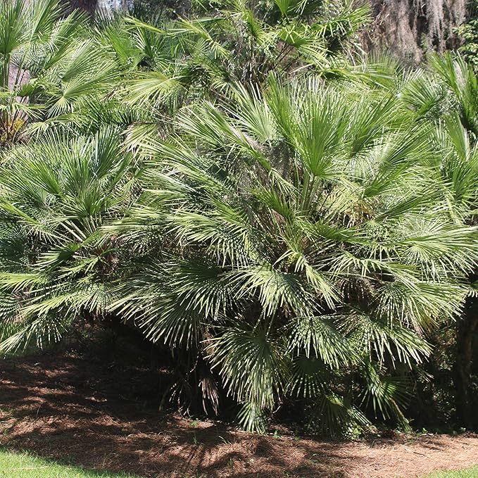 Windmill Palm 3 Gallon