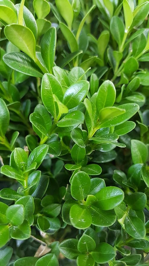Buxus micro. 'Winter Gem' (Boxwood) Evergreen, shiny green foliage, #2 - Size Container