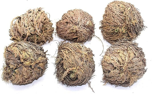 Govinda - Rose of Jericho Flower - Pack of 6