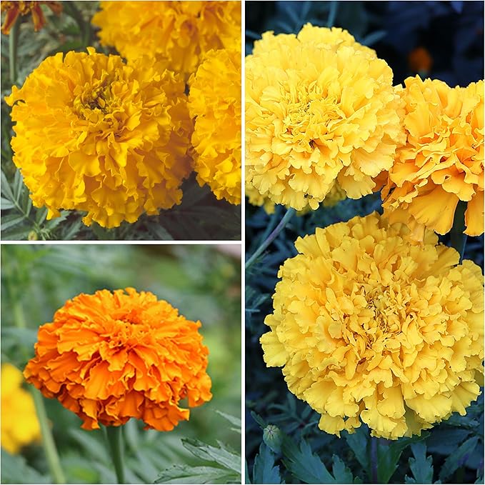 Seed Needs Crackerjack Marigold Seeds for Planting - Heirloom & Open Pollinated Annual Flowers - Plant a Butterfly Garden to Attract Pollinators (1 Pack)