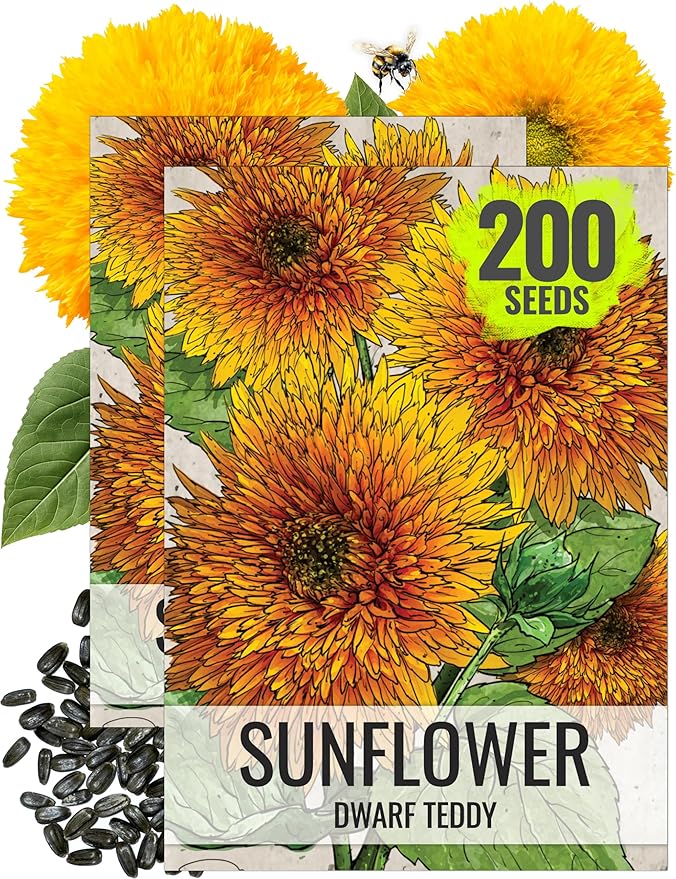 Seed Needs, Dwarf Teddy Sunflower Seeds - 100 Heirloom Seeds for Planting Helianthus annuus - Double Petaled Blooms, Attracts Pollinators/Butterflies (2 Packs)