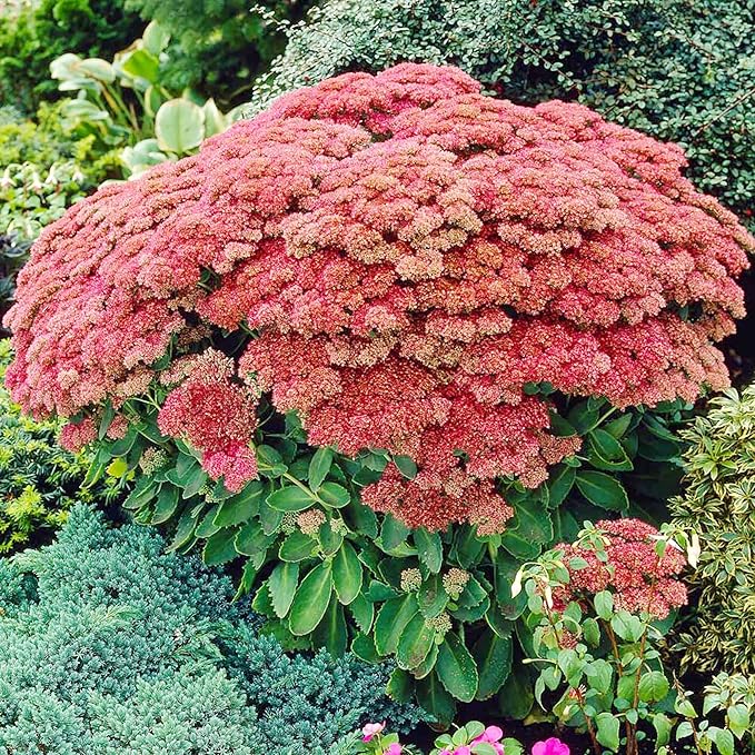 Sedum Seeds Showy Stonecrop, Border Stonecrop Perennial Cut Flowers Deer & Rabbit Resistant Drought Tolerant Attracts Pollinators Beds Borders Patio Containers 50Pcs by YEGAOL Garden