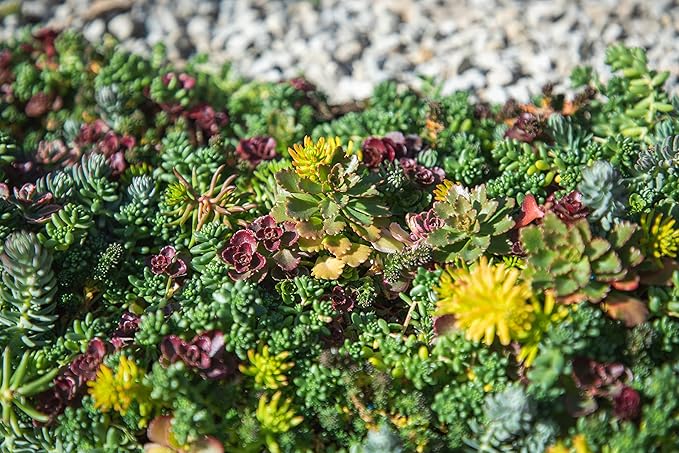 Sedum Succulent Plants Ground Cover, Live Succulents Plants Live Plants, Plant Tray of Outdoor Plants for Landscaping, Fairy Garden Accessories, Plant Wall Decor and Succulent Soil by Plants for Pets