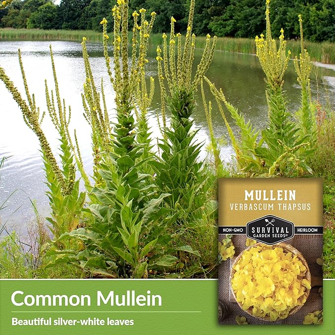 Mullein Seed for Planting - 3 Packets with Instructions to Plant and Grow Medicinal Herb Common Mullein in Your Home Vegetable Garden - Non-GMO Heirloom Variety - Survival Garden Seeds