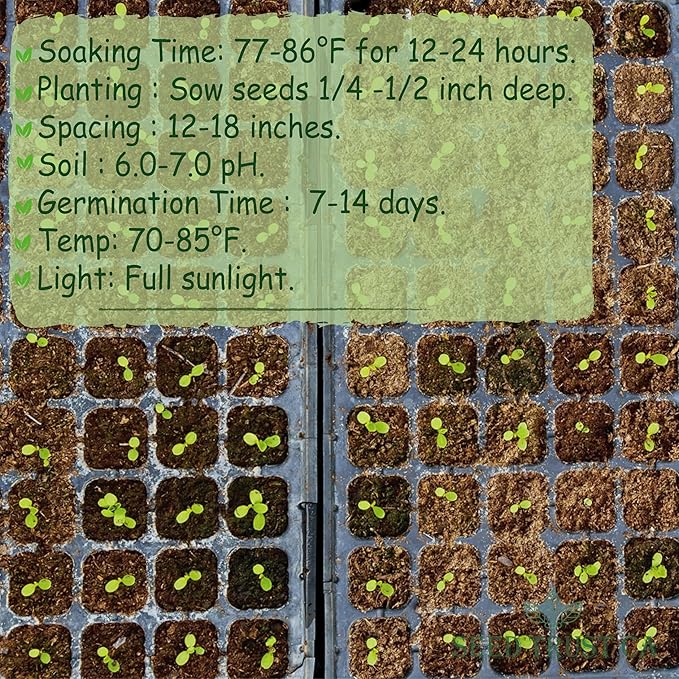 Malabar Spinach Seeds – 100+ Non-GMO, High-Yielding Malabar Variety Heirloom Seeds – High Germination Rate, Easy to Grow, Nutritious Tropical Leafy Green – USA (Malabar)