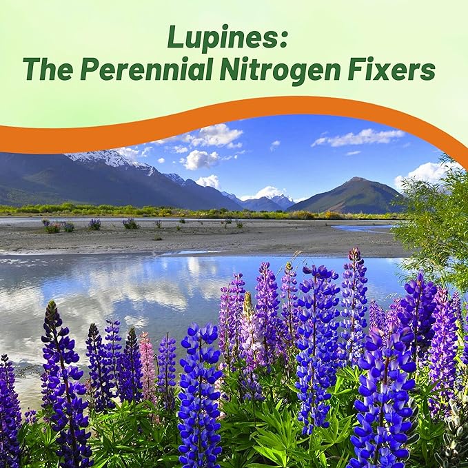 Outsidepride 1/4 lb. Perennial Blue Lupine Flower Seeds for Planting