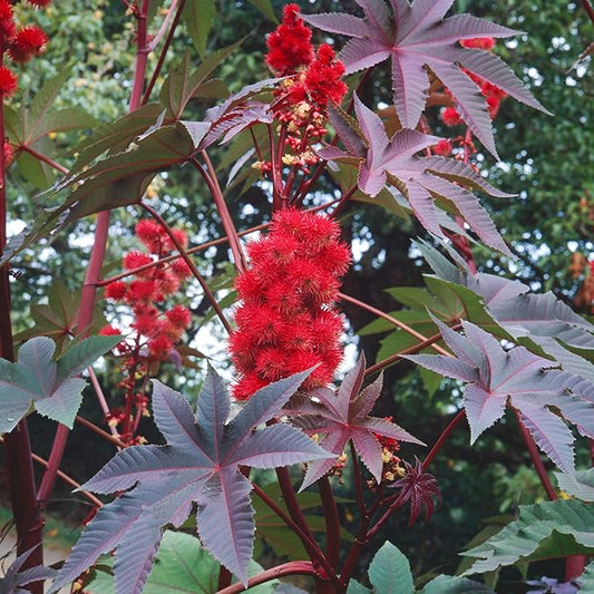 Outsidepride 100 Seeds Annual Ricinus Communis Castor Bean Impala Flower Seeds for Planting
