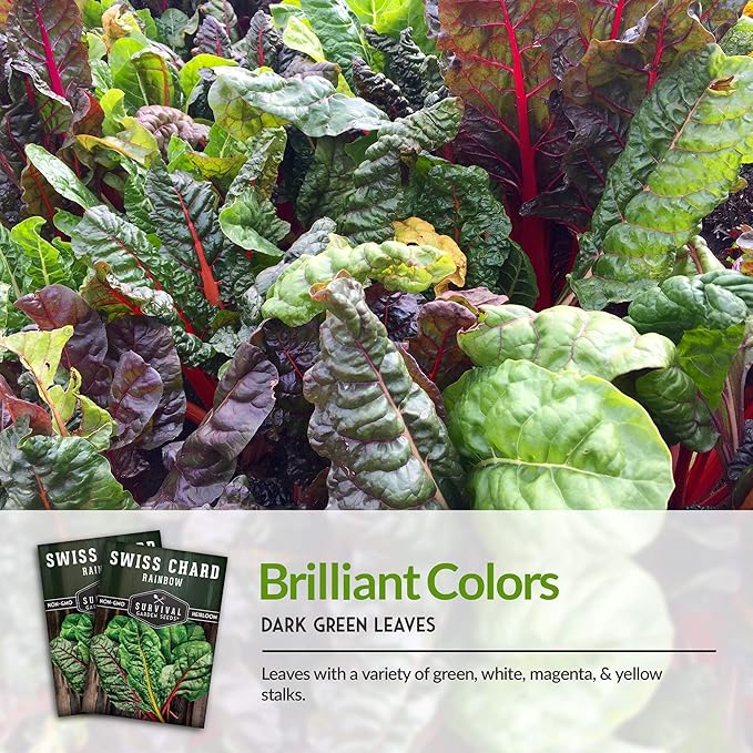 Survival Garden Seeds - Rainbow Swiss Chard Seed for Planting - Packet with Instructions to Plant and Grow Colorful Stalked Vegetable Greens in Your Home Vegetable Garden - Non-GMO Heirloom Variety