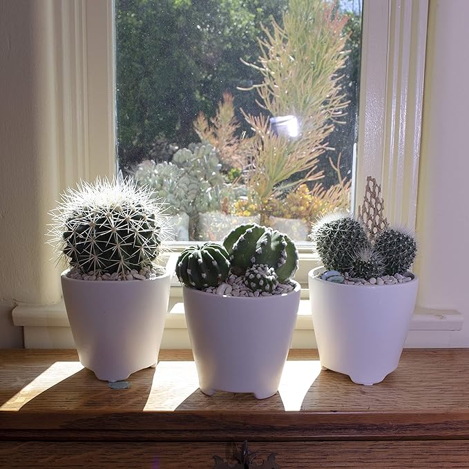 Altman Plants, Assorted Cactus Plants Live Succulents (3 Pack), Live Cactus Plant Lover Gifts, Cacti Succulents Plants Live Houseplants, Succulent Indoor Plants Live Plants in Cactus Soil Potting Mix