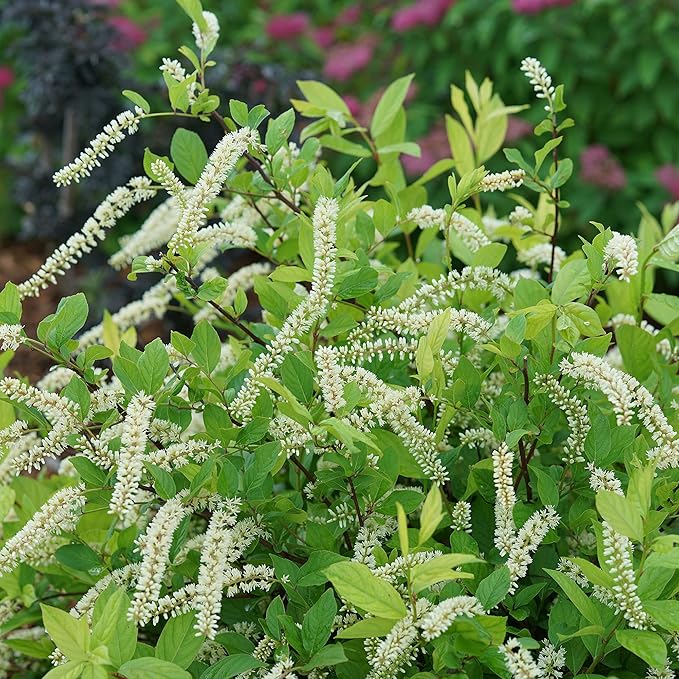 Sweetspire Scentlandia Itea, 2 Gallon, White Blooms
