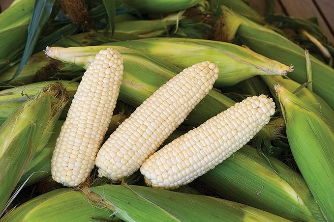 Burpee Amaize Hybrid (Sh2) Sweet Corn Seeds 150 seeds