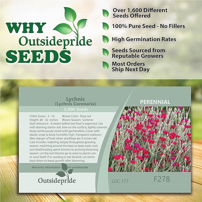 Outsidepride 10000 Seeds Perennial Lychnis Coronaria Rose Campion Flower Seeds for Planting