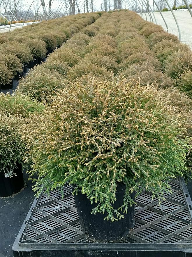 Thuja Mr. Bowling Ball (Arborvitae) Evergreen, #2 - Size Container
