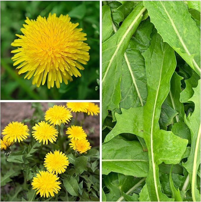 Seed Needs Dandelion Seeds for Planting - Non-GMO, Heirloom & Untreated Perennial Herbs - Organically Grow Food for Tortoises, Rabbits & Bearded Dragons (2 Packs)