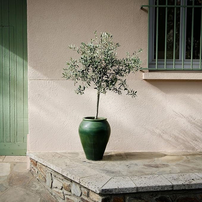 Olive Tree Potting Soil Mix (12 Quarts), for Planting, Repotting, and Growing Olive Bushes/Plants