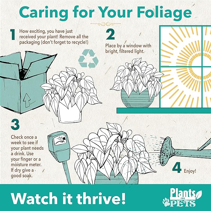 Live Snake Plant, Sansevieria trifasciata Superba, Fully Rooted Indoor House Plant in Pot, Mother in Law Tongue Sansevieria Plant, Potted Succulent Plant, Houseplant in Potting Soil by Plants for Pets