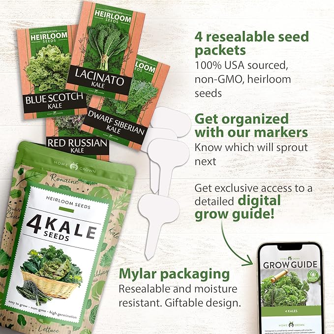 HOME GROWN 700+ Kale Seeds for Planting Outdoors or Hydroponics - Heirloom Leafy Greens Seeds 4 Variety Pack: Non-GMO Lacinato (Tuscan/Dino Kale), Blue Scotch, Dwarf Siberian, Red Russian Kale