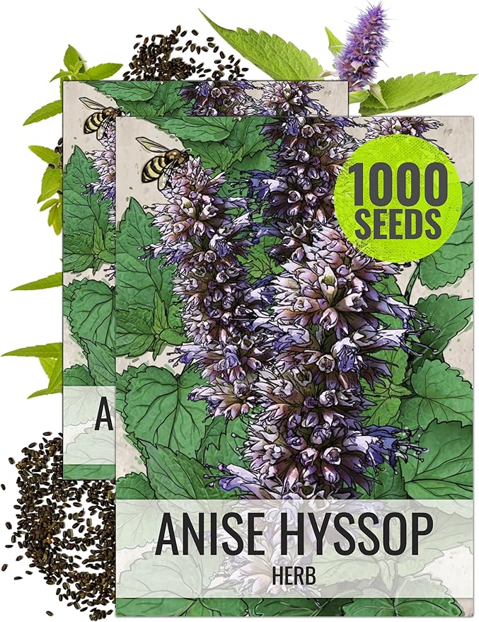 Seed Needs Anise Hyssop Seeds for Planting - Non-GMO, Heirloom & Untreated - Organically Grow a Medicinal/Culinary Herb Garden for Tea & Essential Oils (2 Packs)