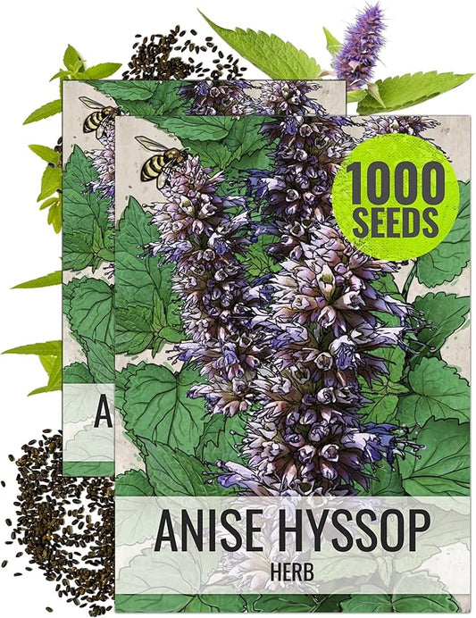 Seed Needs Anise Hyssop Seeds for Planting - Non-GMO, Heirloom & Untreated - Organically Grow a Medicinal/Culinary Herb Garden for Tea & Essential Oils (2 Packs)