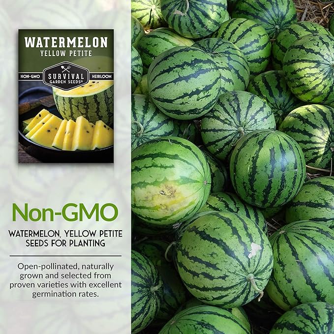 Survival Garden Seeds - Yellow Petite Watermelon Seed for Planting - 2 Packs with Instructions to Plant and Grow Small Yellow Watermelons in Your Home Vegetable Garden - Non-GMO Heirloom Variety