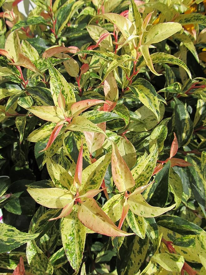 Leucothoe fontanesiana 'Rainbow' (Rainbow Leucothoe) Evergreen, #3 - Size Container