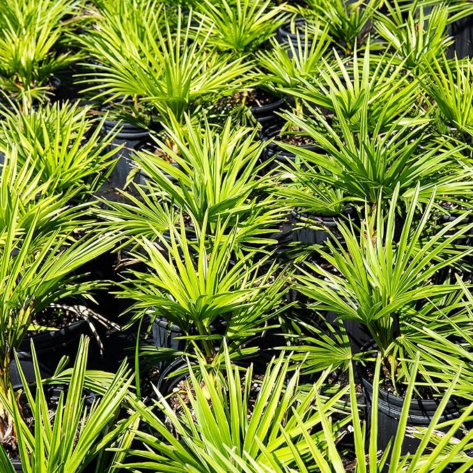 Windmill Palm 3 Gallon