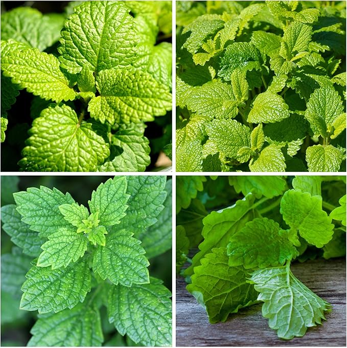 Seed Needs Lemon Balm Seeds for Planting - Non-GMO, Heirloom & Untreated Perennial Medicinal Herb - Plant Indoors/Outdoors Used for Making Calming Tea (5 Packs)