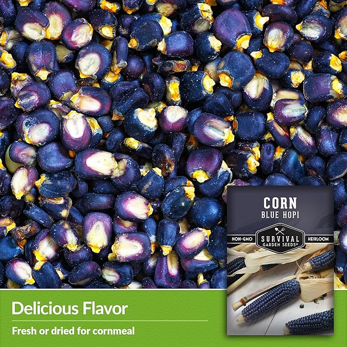 Blue Hopi Corn Seeds for Planting - 3 Packets with Instructions to Plant and Grow Heritage Blue Maize in Your Home Vegetable Garden - Non-GMO Heirloom Variety - Survival Garden Seeds