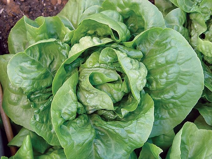 Burpee Buttercrunch Lettuce Seeds 500 seeds