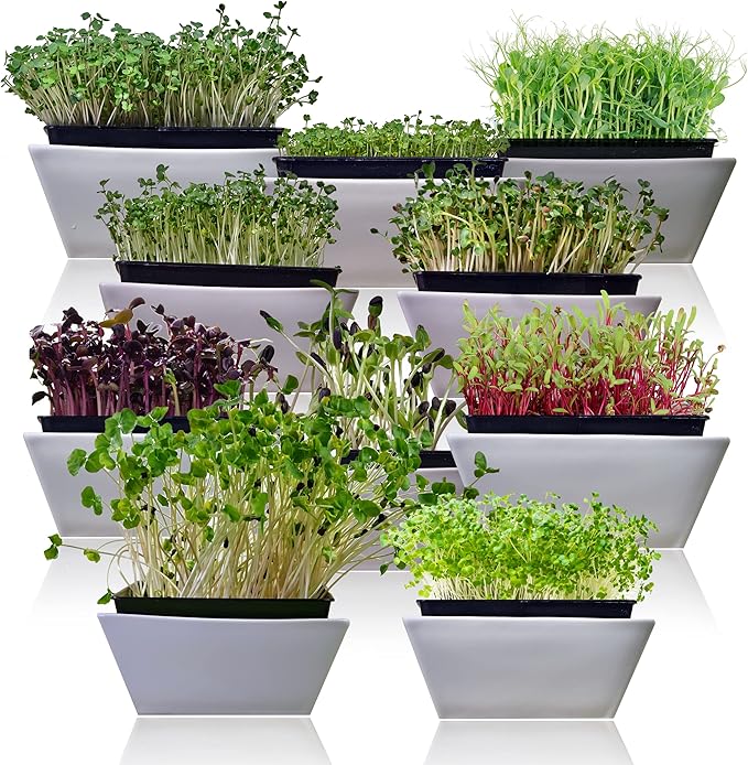 Survival Garden Seeds Microgreens 10 Pack (Seeds Only) - Instructions to Plant and Grow a Mix of Microgreen Plants - Arugula, Broccoli, Radish, Pea, Sunflower, Alfalfa, Cabbage, Buckwheat, Kale, Beet
