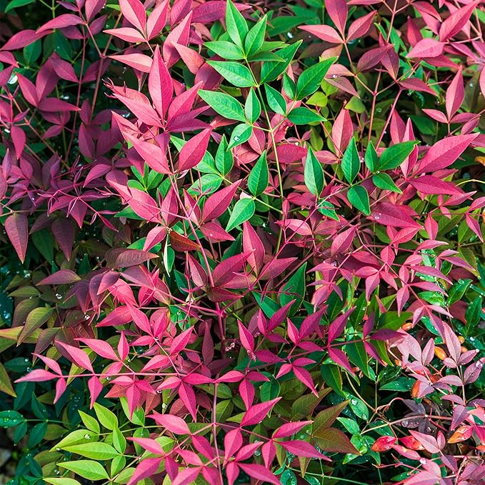 Southern Living Obsession Nandina 2 Gal, Bright Red Foliage