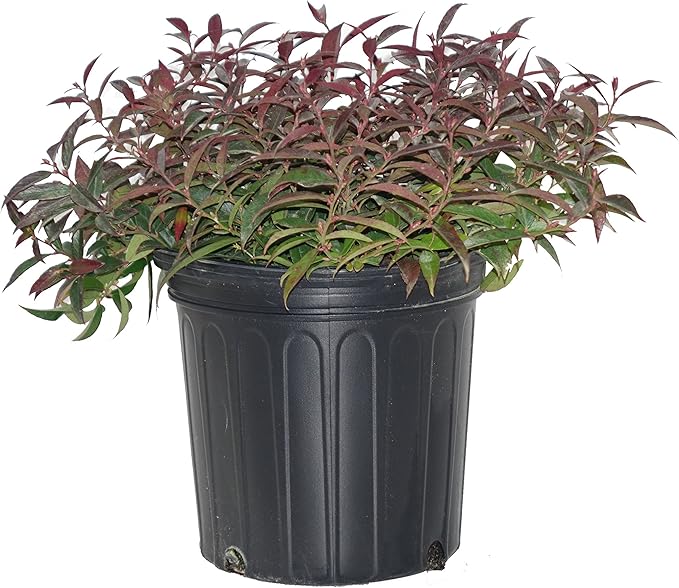 Leucothoe axillaris (Coast Leucothoe) Evergreen, #2 - Size Container