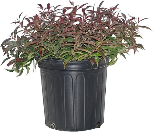 Leucothoe axillaris (Coast Leucothoe) Evergreen, #2 - Size Container