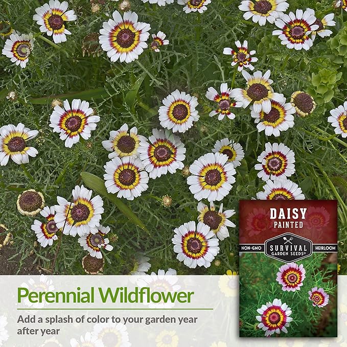 1 Pack Painted Daisy Seeds for Planting with Instructions to Grow Colorful Perennial Wildflowers in Your Home Flower Garden - Non-GMO Heirloom Pyrethrum Daisy Seeds - Survival Garden Seeds