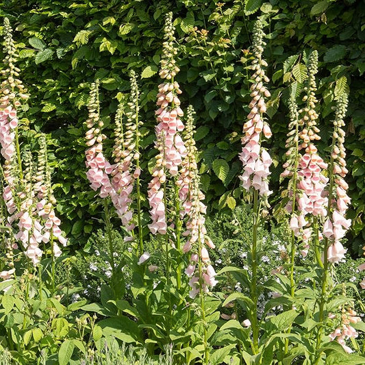 Outsidepride 10000 Seeds Biennial Digitalis Foxglove Apricot Flower Seeds for Planting