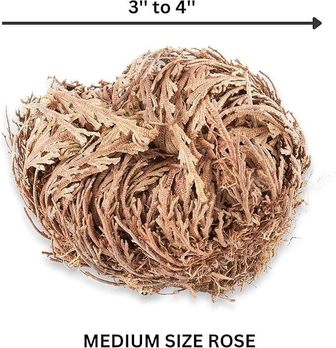 TWO - Rose of Jericho Flower I MEDIUM Size | Flor de Jericó - Resurrection Plant | Selaginella Lepidophylla | Dried Rose I Doradilla Plant | 3''' - 4'' each I Spiritual Cleansing, Luck, and Prosperity