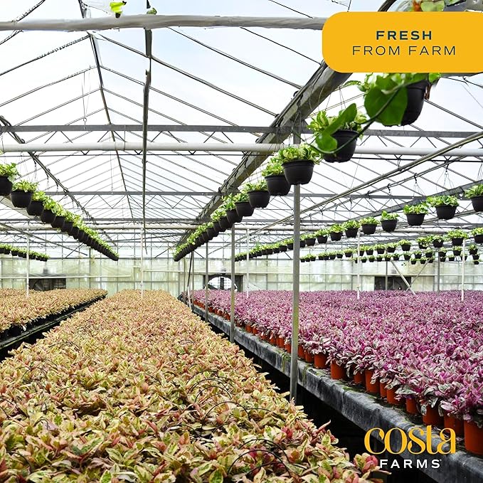 Costa Farms Live Plants (3 Pack), Easy to Grow Real Indoor Houseplants, Air Purifying Plants, Grower's Choice in Home Décor Indoors Plant Pots, New House Gift or Room Décor