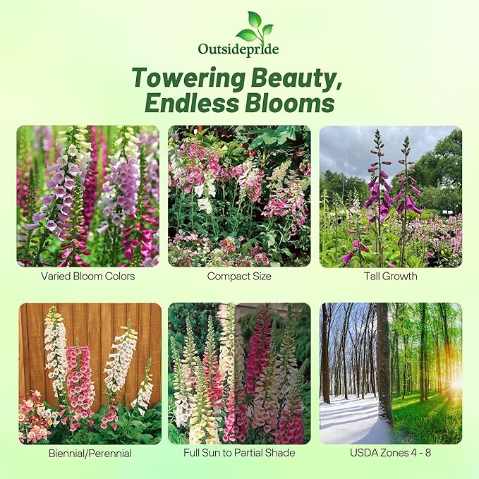 Outsidepride Digitalis Purpurea Foxy Foxglove Seeds – 10000 Pcs Biennial, Prolific, Tall Growing Flower Seeds w/Pollinator-Friendly Blooms for Shaded Gardens & Outdoor Landscapes (AAS Winner)