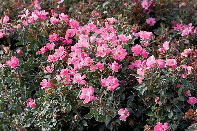 Green Promise Farms Rosa Knock Out` (Reblooming) Rose, 3 Size Container, pink flower
