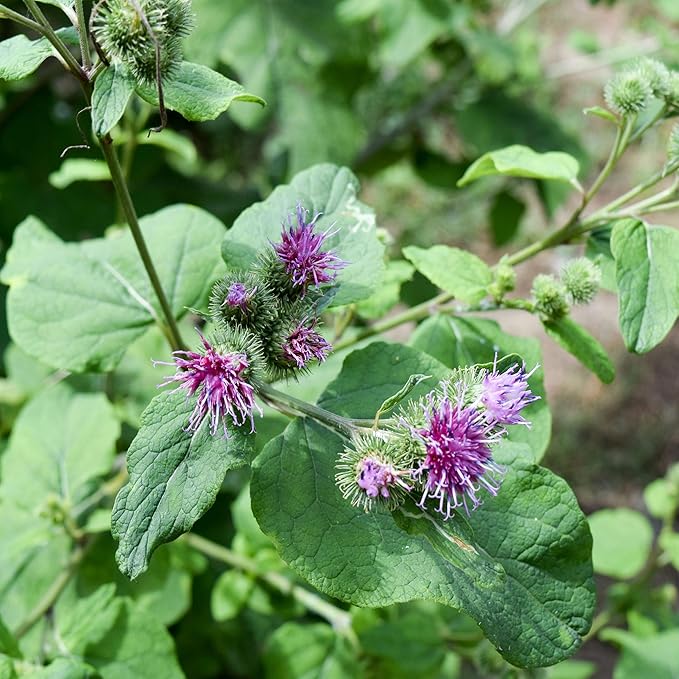 Outsidepride 1000 Seeds Biennial Arctium Lappa Burdock Herb Garden Seeds for Planting