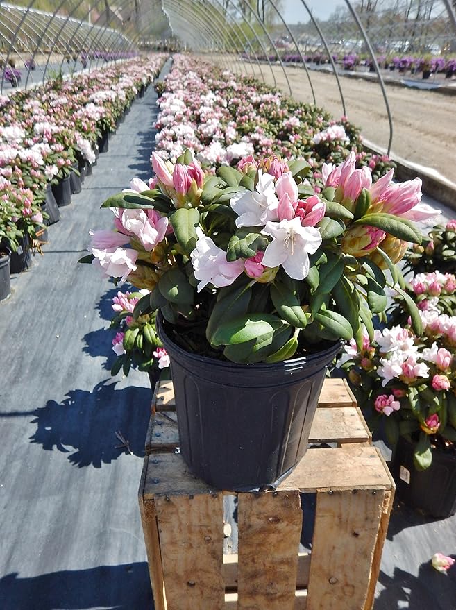 Rhododendron yak. 'Princess' (Rhododendron) Evergreen, light pink flowers that ages to white, #2 - Size Container