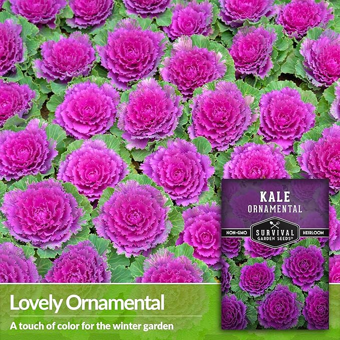 Ornamental Kale Seed for Planting - 5 Packets with Instructions for Growing Ornamental Flowering Kale Plants in Your Home Vegetable Garden - Non-GMO Heirloom Variety - Survival Garden Seeds