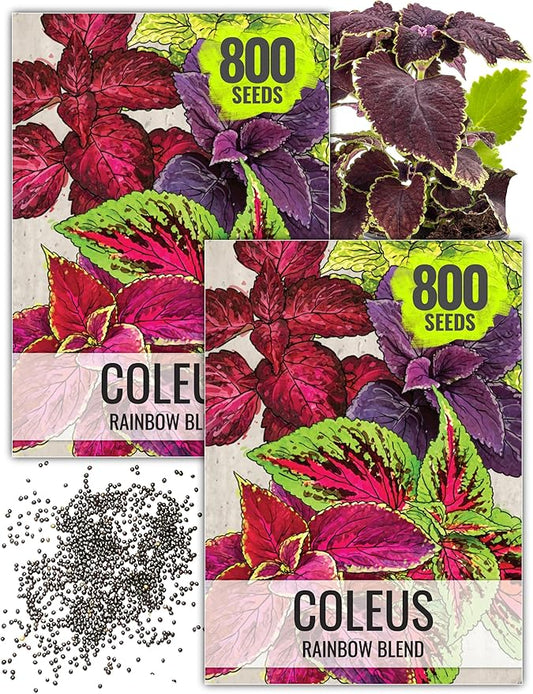 Seed Needs Coleus Seeds for Planting Rainbow Mixture - Heirloom & Open Pollinated Plants Prefer Partial Shade Indoors/Outdoors (2 Packs)