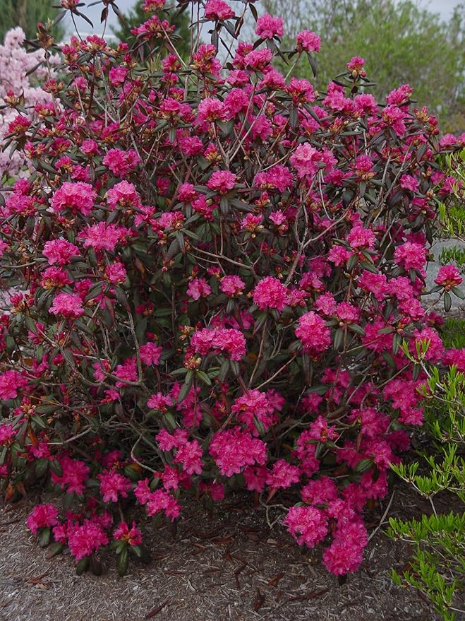 Live plant from Green Promise Farms Landmark' (Rhododendron) Evergreen, 2-Size Container, Pinkish red Flowers