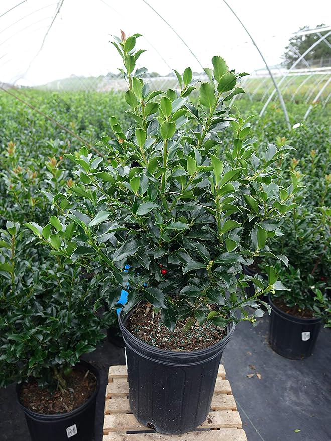 Ilex X meserveae 'Blue Maid' (Blue Holly) Evergreen, 2 - Size Container
