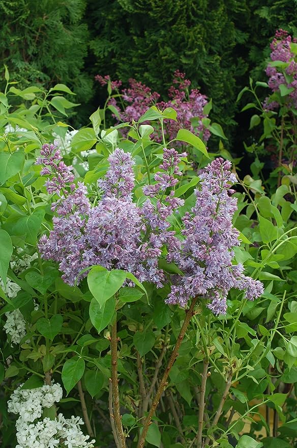 Syringa X hya. 'Royal Purple' (Lilac) Shrub, purple flowers, #3 - Size Container